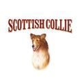 Scottish Collie